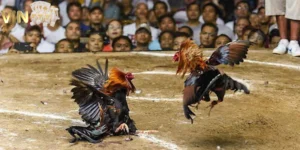 Cá cược đá gà