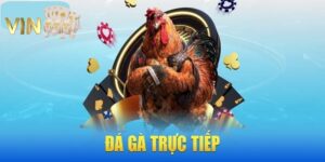 Đá gà trực tiếp