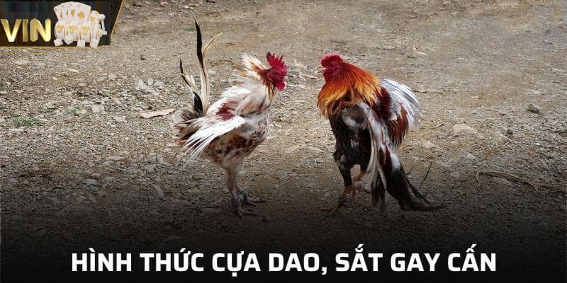Ảnh minh họa: Vin777 cung cấp đa dạng loại hình đá gà trực tiếp để hội viên theo dõi và đặt cược