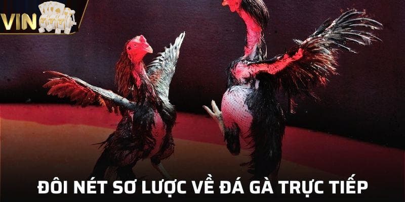 Ảnh minh họa: Giới thiệu sơ lược về sảnh chọi kê trực tuyến nổi tiếng tại nhà cái Vin777