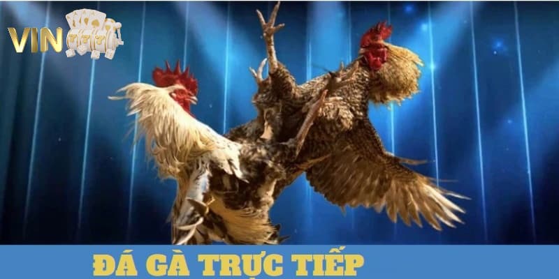 Ảnh minh họa: Sân chơi áp dụng mức tỷ lệ trả thưởng cực khủng cho các loại hình cá cược chọi kê