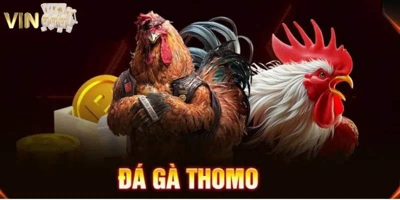 Ảnh minh họa: Đá gà Thomo cực gay cấn tại nhà cái VIN777