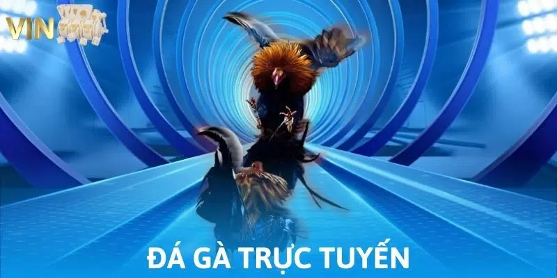 Ảnh minh họa: Khám phá sân chơi đá gà trực tuyến tại VIN777