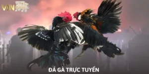 Đá gà trực tuyến