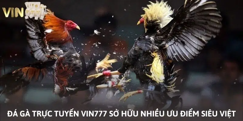 Ảnh minh họa: Đá gà trực tuyến tại VIN777 sở hữu nhiều tính năng vượt trội
