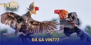 Đá gà vin777