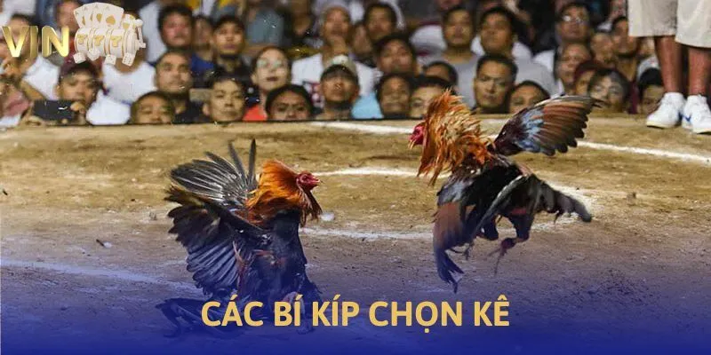 Ảnh minh họa các bí kíp chọn kê tại Vin777