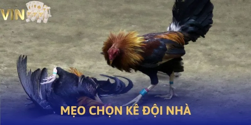 Ảnh minh họa bí kíp chọn kê đội nhà
