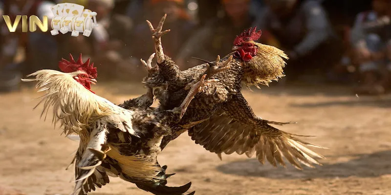 Khám phá tựa game đỉnh cao và đình đám khi lựa chọn cá cược
